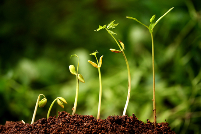 Learning from the Garden