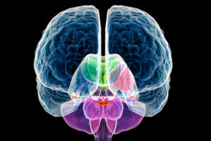 Brainstorm: The Power and Purpose of the Teenage Brain