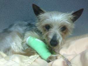 A Good Day for Hearts and Lungs