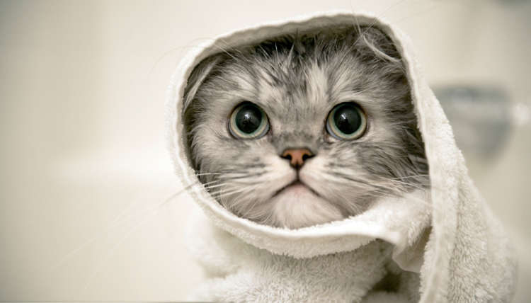 Keeping Company With Cats