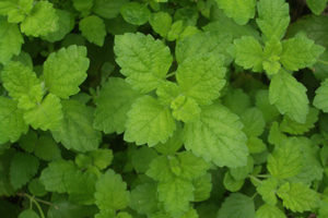LemonBalmLeaves