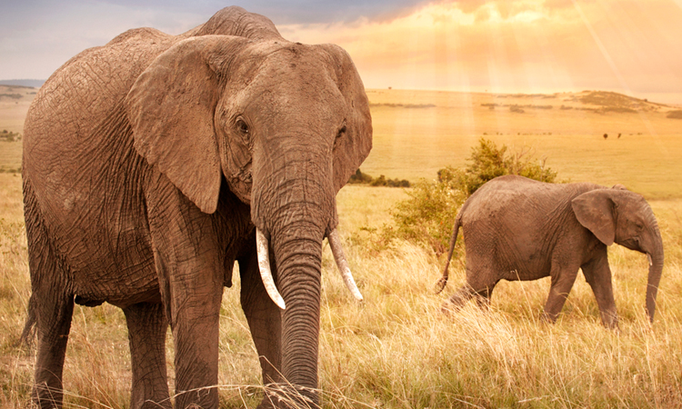 Why Elephants Avoid Cancer