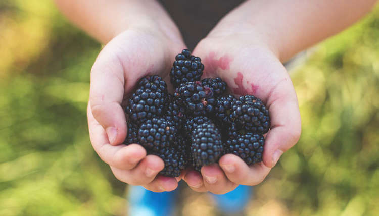 Top 10 High Antioxidant Foods