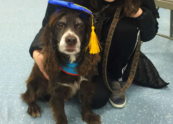 Waldo’s Wisdom: The Healing Power of Therapy Dogs